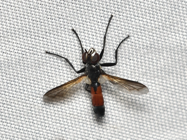 Cylindromyia