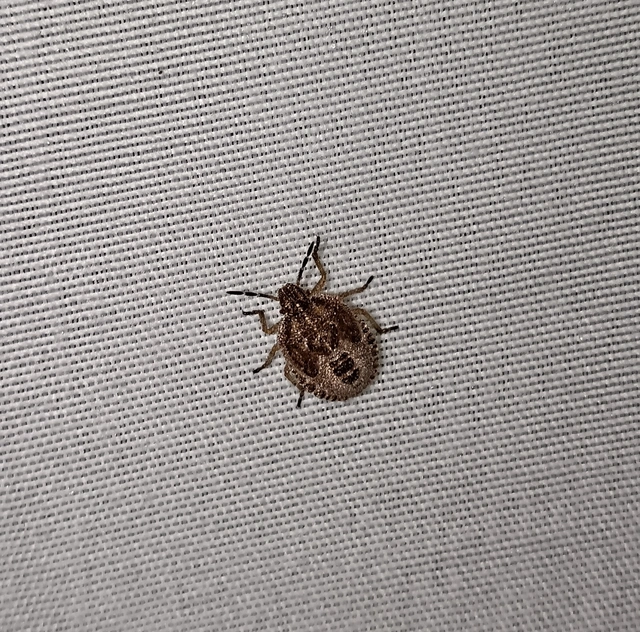 Dolycoris baccarum - közönséges bogyómászó-poloska Dolycoris baccarum - közönséges bogyómászó-poloska