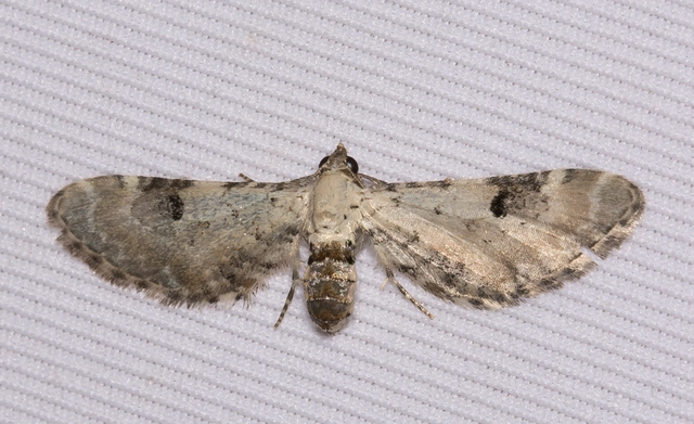 Eupithecia centaureata - búzavirág-törpearaszoló