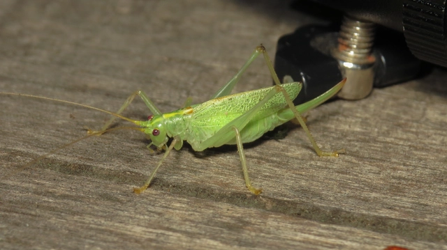 Meconema thalassinum - közönséges dobolószöcske