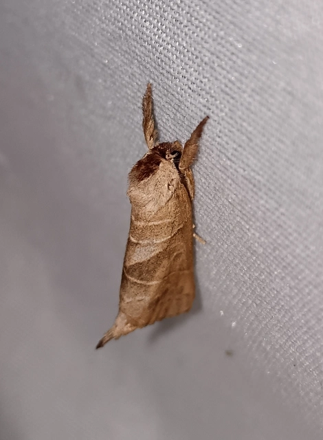 Clostera anastomosis - barna levélszövő