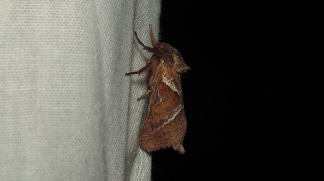 Triodia sylvina - kis gyökérrágólepke