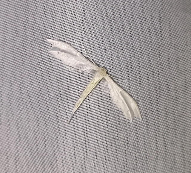 Pterophoridae - tollasmolyfélék
