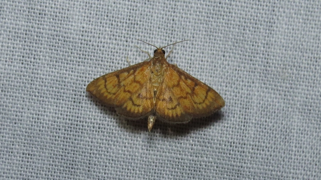 Ecpyrrhorrhoe rubiginalis - rozsdavörös tűzmoly