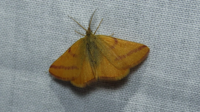 Lythria purpuraria - bíborsávos araszoló