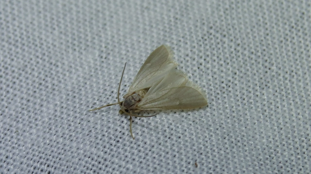 Acentria ephemerella - törpe vízimoly