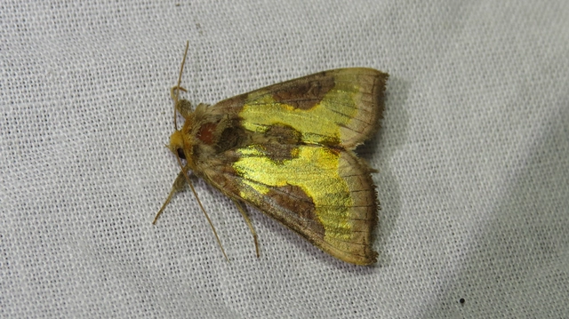 Diachrysia stenochrysis - rejtőző aranybagoly