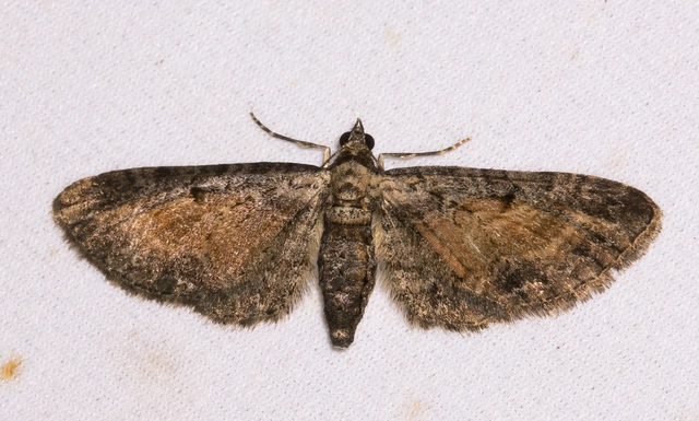 Eupithecia icterata - rozsdafoltos törpearaszoló