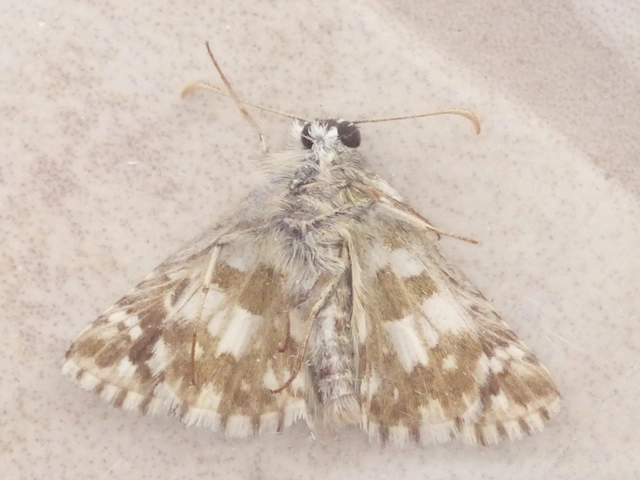 Pyrgus armoricanus - feles busalepke