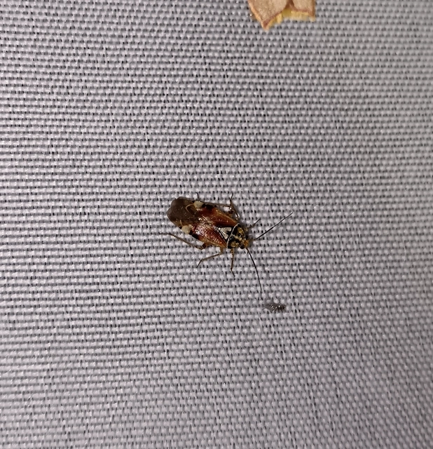 Lygus pratensis - változó mezeipoloska