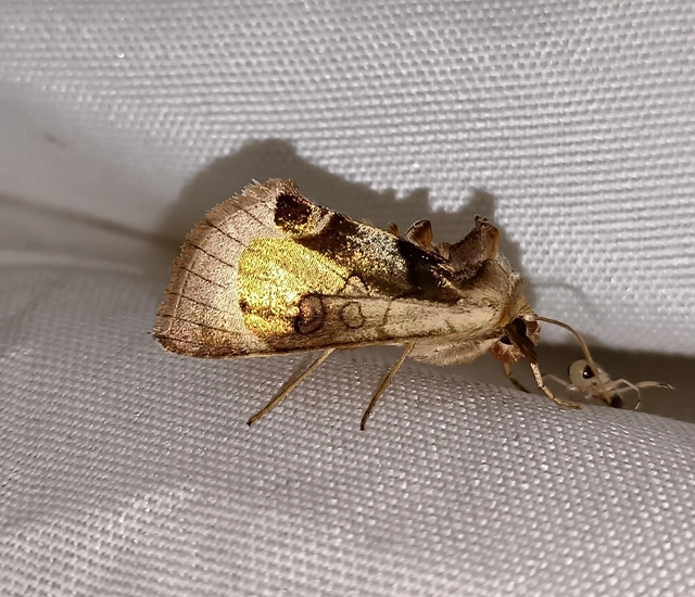 Diachrysia zosimi - nemes aranybagoly