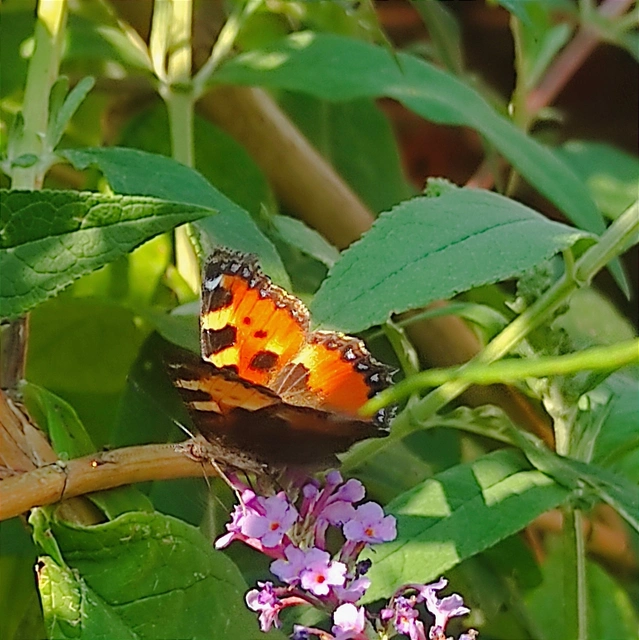 Nymphalis urticae - kis rókalepke Nymphalis urticae - kis rókalepke
