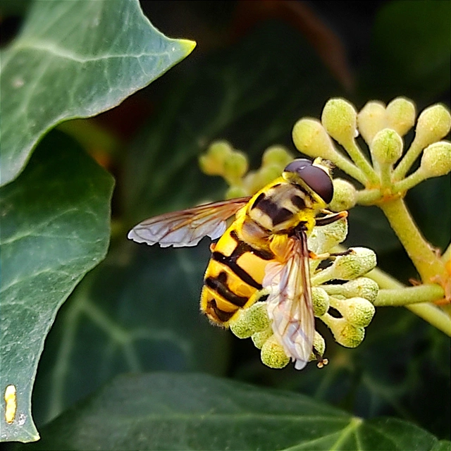 Myathropa florea - halálfejes odúlégy