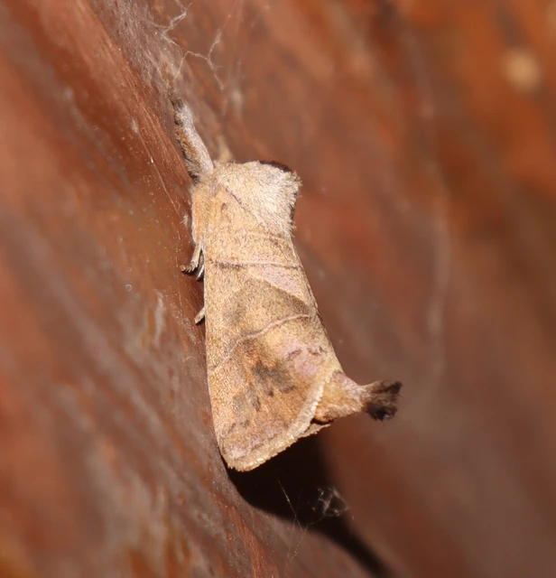 Clostera anastomosis - barna levélszövő