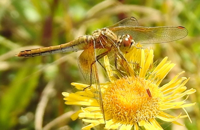 Sympetrum flaveolum - sárgafoltos katona-szitakötő