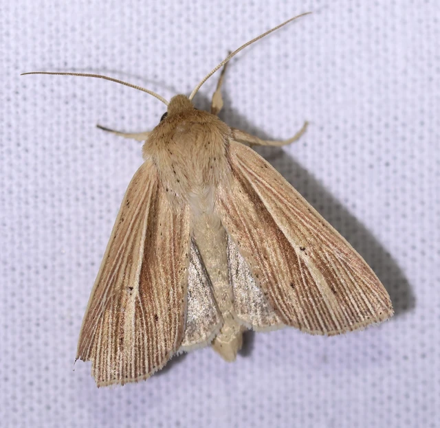 Mythimna impura - barna rétibagoly