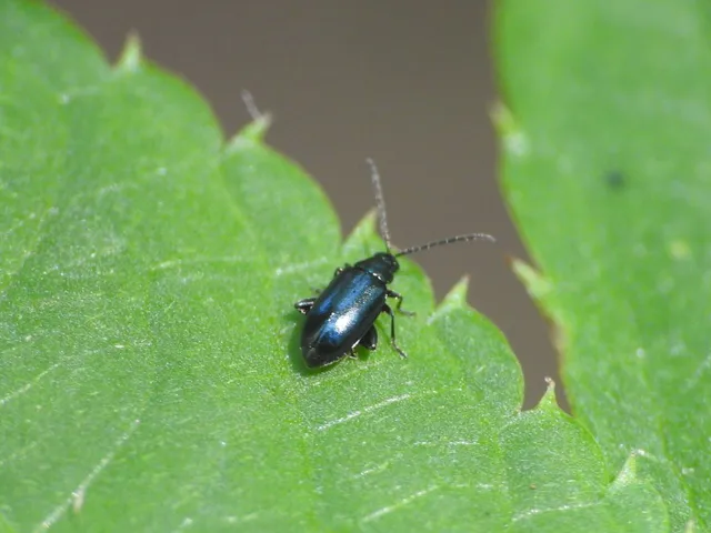 Phyllotreta