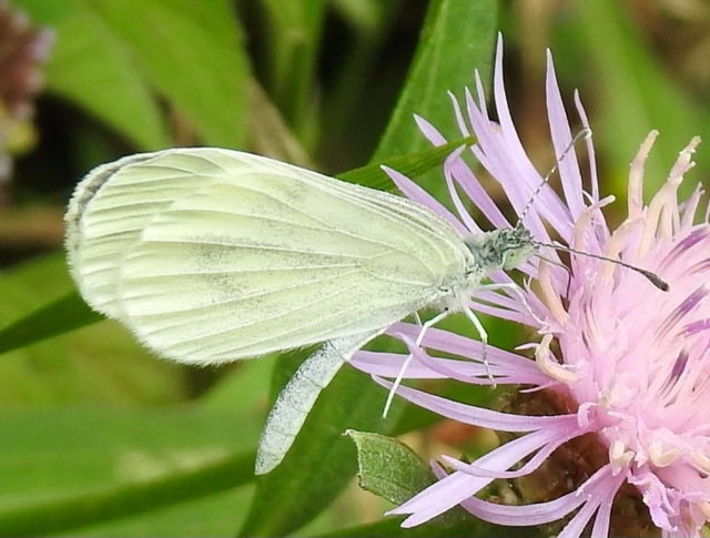 Leptidea sinapis - mustárlepke
