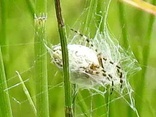 Aculepeira