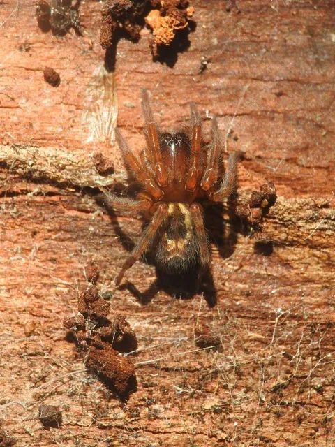 Amaurobius fenestralis - ablakos eretnekpók