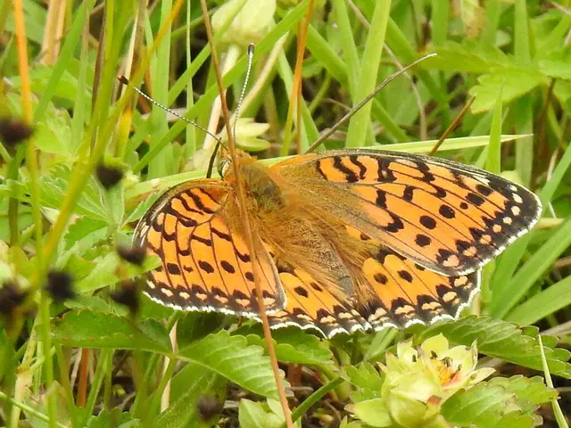 Argynnis aglaja - kerekfoltú gyöngyházlepke Argynnis aglaja - kerekfoltú gyöngyházlepke