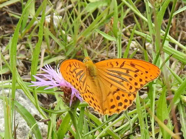 Argynnis paphia - nagy gyöngyházlepke