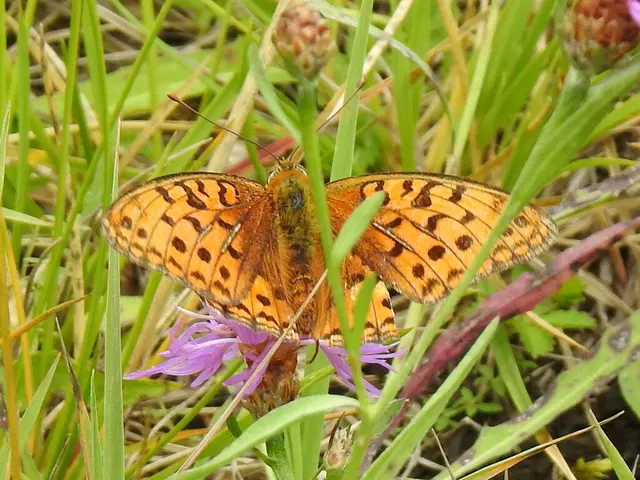 Argynnis adippe - ezüstös gyöngyházlepke