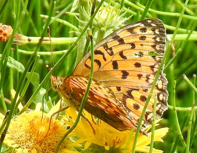 Argynnis aglaja - kerekfoltú gyöngyházlepke Argynnis aglaja - kerekfoltú gyöngyházlepke