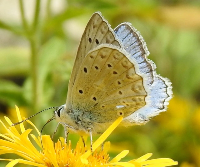 Polyommatus daphnis - csipkés boglárka