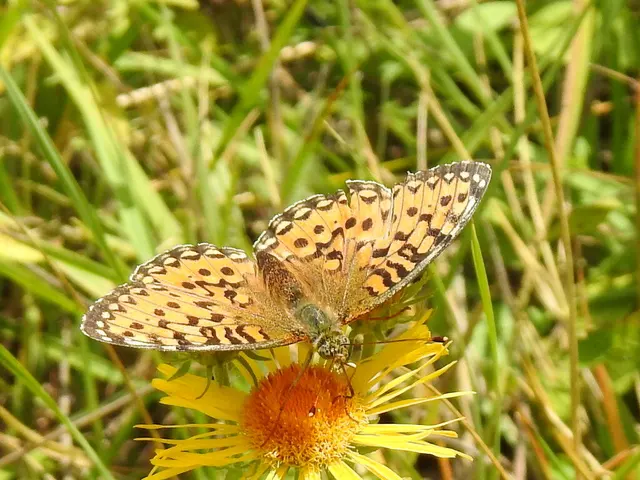 Argynnis aglaja - kerekfoltú gyöngyházlepke Argynnis aglaja - kerekfoltú gyöngyházlepke