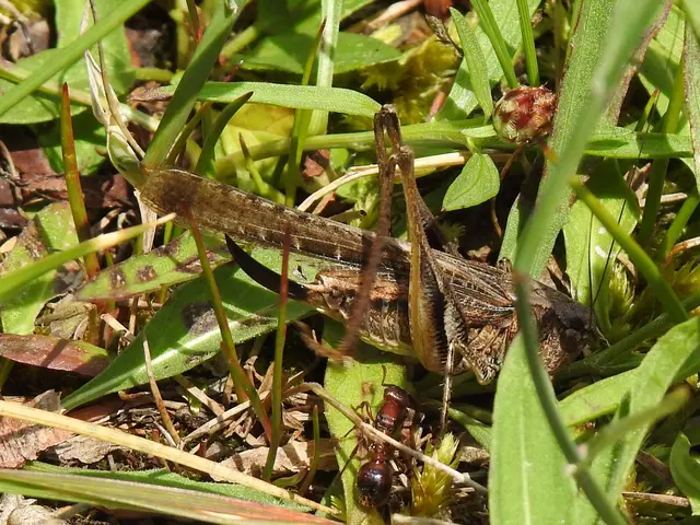 Platycleis