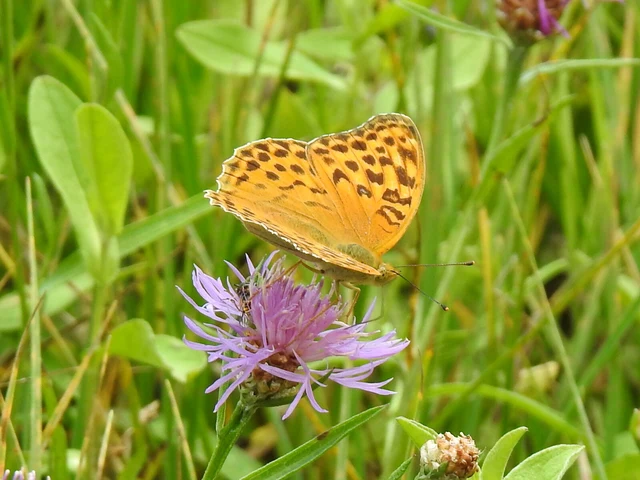 Argynnis paphia - nagy gyöngyházlepke