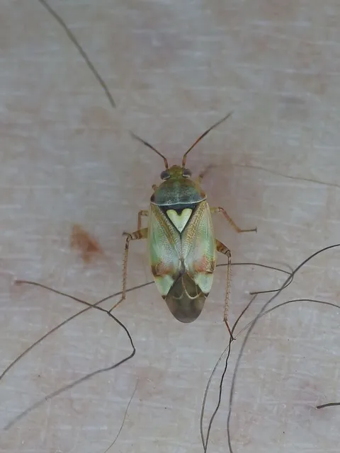 Lygus pratensis - változó mezeipoloska