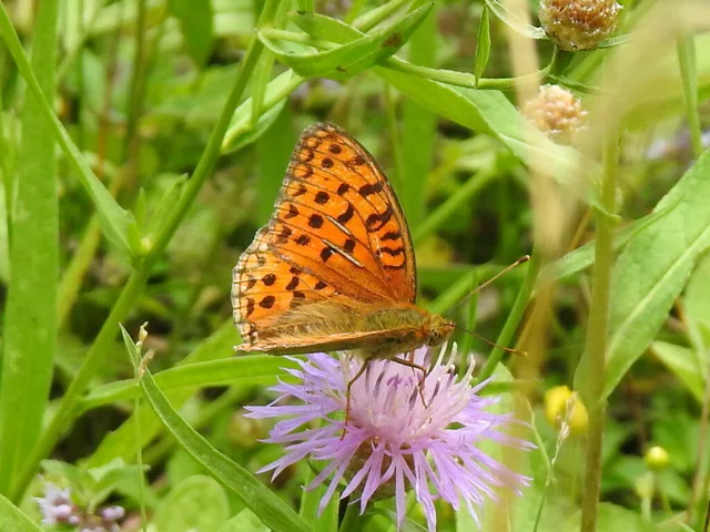 Argynnis adippe - ezüstös gyöngyházlepke