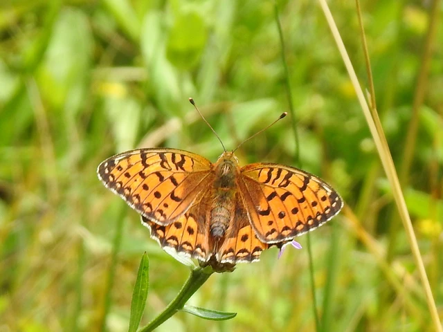Argynnis aglaja - kerekfoltú gyöngyházlepke Argynnis aglaja - kerekfoltú gyöngyházlepke