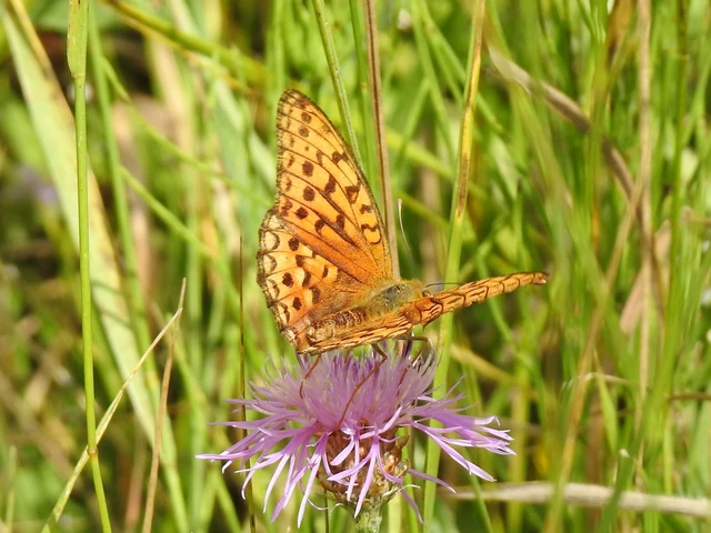 Argynnis adippe - ezüstös gyöngyházlepke