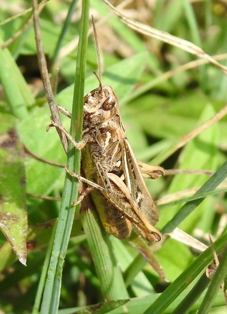 Chorthippus (Glyptobothrus) (subgenus)