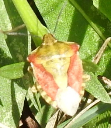 Carpocoris Carpocoris