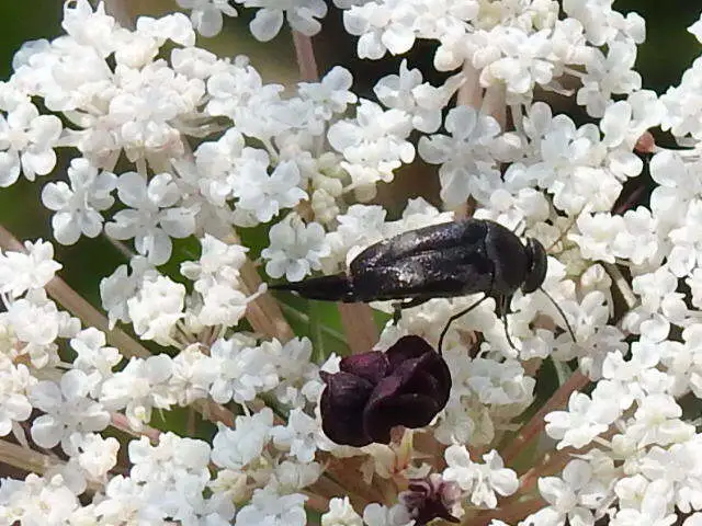 Variimorda villosa - szalagos maróka