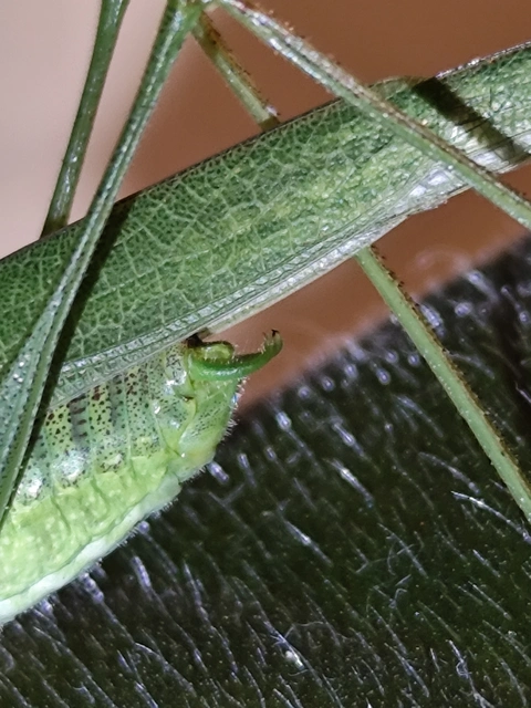 Phaneroptera nana - pontozott repülőszöcske