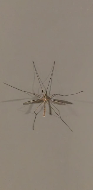 Tipula
