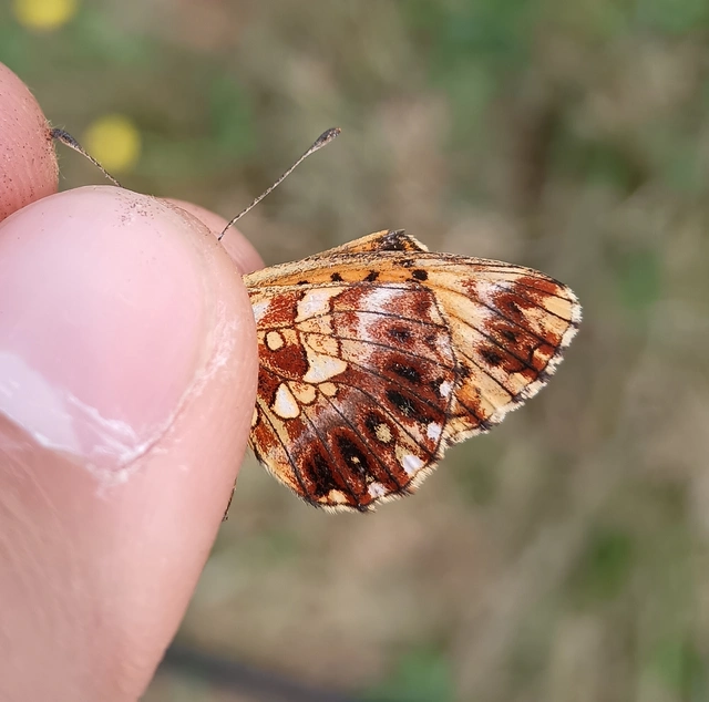 Boloria dia - kis gyöngyházlepke