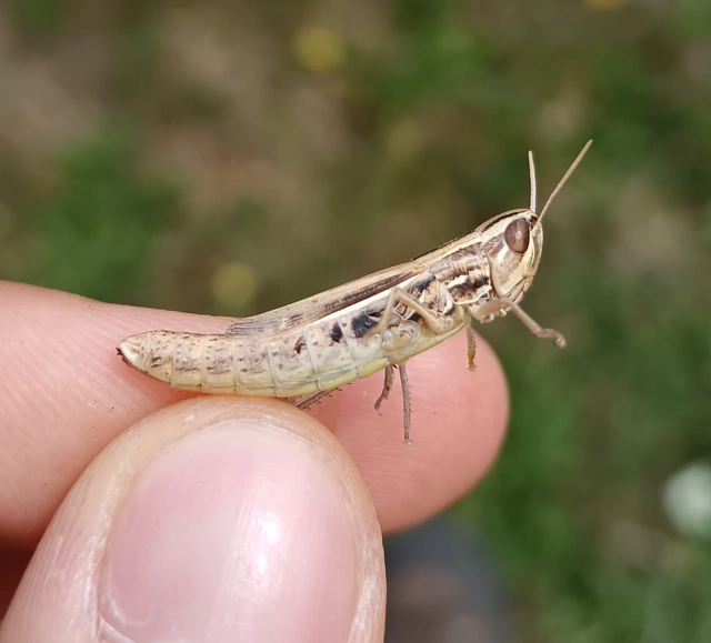 Euchorthippus declivus - rövidszárnyú rétisáska