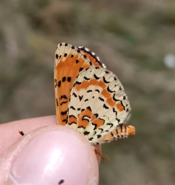 Melitaea didyma - tüzes tarkalepke