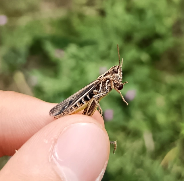 Chorthippus (Glyptobothrus) (subgenus)