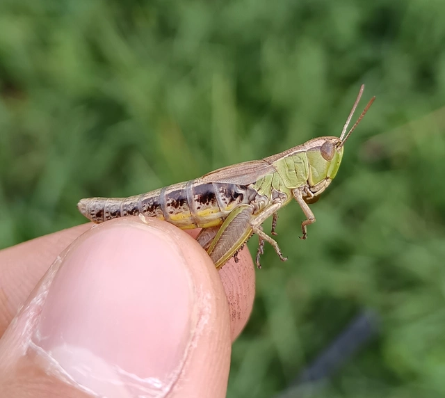 Pseudochorthippus parallelus - közönséges rétisáska