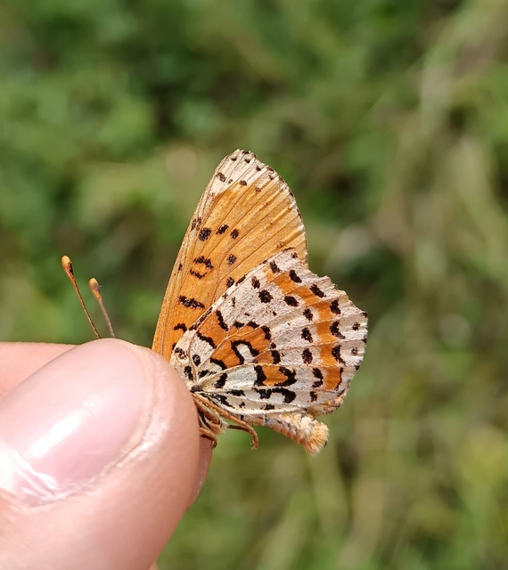 Melitaea didyma - tüzes tarkalepke