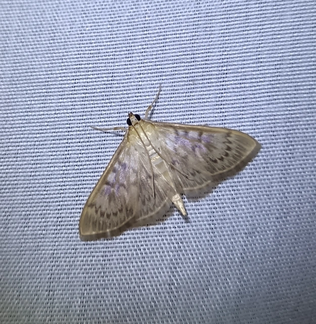 Patania ruralis - csalánevő tűzmoly