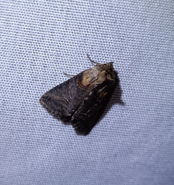 Abrostola triplasia - közönséges csalánbagoly