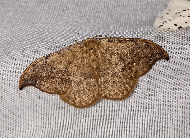 Drepana falcataria - nyárfa-sarlósszövő
